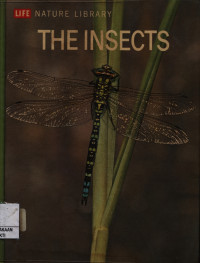 Image of The Insect